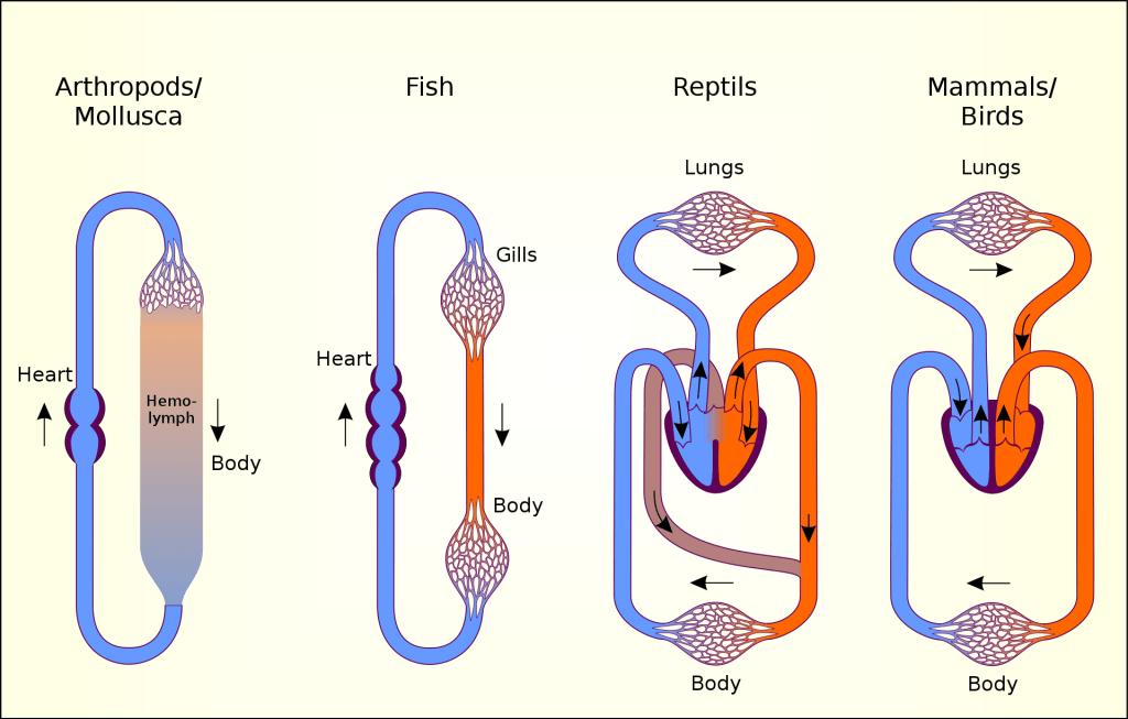 <p><strong><br>Open </strong>- blood pumped into body cavities, more energy efficient, bathing organs</p><p><strong>Closed </strong>- blood confined to vessels, allowing higher pressure and faster nutrient transport</p>