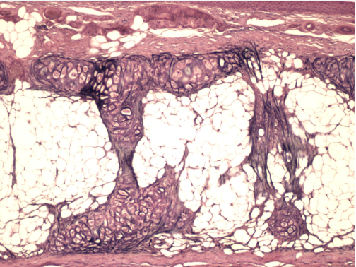 <p>Tissue:</p><p>Cell(s):</p><p>Structure(s):</p>