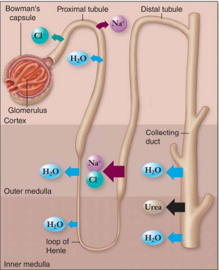 <ul><li><p>Transfer of solutes and water from the nephron back into blood</p></li><li><p>Selective reabsorption takes place in the <strong>proximal</strong> <strong>tubule</strong>, <strong>loop of Henle</strong>, <strong>distal</strong> <strong>tubule</strong>, and <strong>collecting</strong> <strong>duct</strong></p></li></ul><p></p>