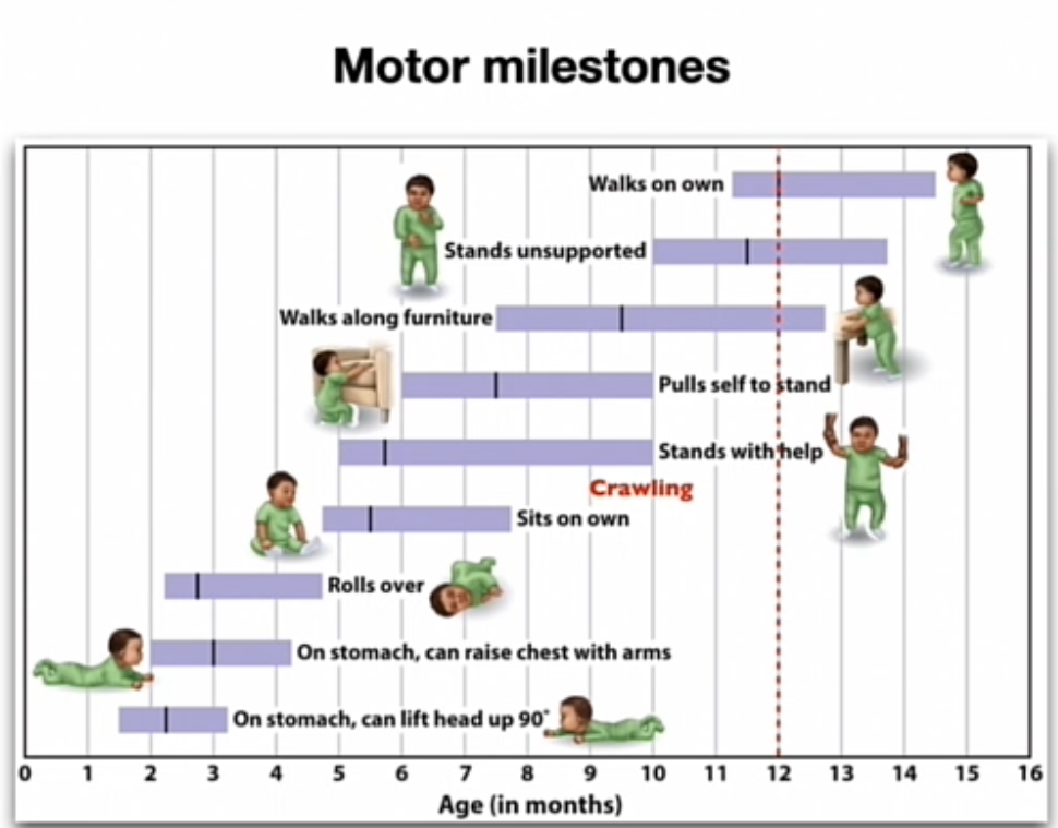 <p></p><p><span data-name="dna" data-type="emoji">🧬</span><strong> Maturational idee </strong></p><ul><li><p>Sommige vaardigheden ontwikkelen <strong>zonder veel ervaring</strong></p></li></ul><p><span data-name="earth_africa" data-type="emoji">🌍</span><strong> Maar: ervaring is cruciaal (weeskinderen)</strong></p><ul><li><p>Motoriek = interactie tussen:</p><ul><li><p>lichaam</p></li><li><p>omgeving</p></li><li><p>ervaring</p></li></ul></li></ul><p></p><p>lichaam veranderd, afstand veranderd steeds aanpassen</p><p></p><p><strong>perceptual-motor coordination</strong></p><ul><li><p>motorische aspecten ; dat dat eigenlijk de geevolueerde functie is van het brein in het algemeen</p></li><li><p>adaptable en complex movements</p></li></ul><p></p><p></p><ul><li><p>physical constraints </p></li><li><p>stapping - reflex konden ze niet meer</p></li><li><p>maar teveel vet - zijn gewoon te zwaar </p></li><li><p>== externe factoren als context zijn erg van belang</p></li></ul><p>&nbsp;</p><p><span data-name="small_blue_diamond" data-type="emoji">🔹</span><strong> Belangrijk experiment</strong></p><ul><li><p>zelf lopende katten zijn banger voor hoogtes dan de in bakje , idee; hebben van die feedback van wereld (lopen) dat dat ook die cognitieve ontwikkeling zoals bijv angst verhoogde</p></li><li><p><span>motorische handelingen gelinkt zijn aan die cognitie</span></p></li></ul><p><span data-name="point_right" data-type="emoji">👉</span><span style="font-family: "Segoe UI Emoji";"> </span><strong>Conclusie:</strong></p><p><strong>Actie (beweging) beïnvloedt perceptie</strong></p><p>&nbsp;</p><p></p><p>&nbsp;</p>