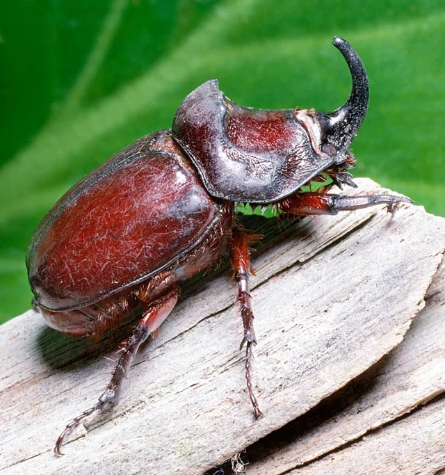 <p></p><p>rad:</p><p>druh:</p>