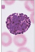 <p>Basophil</p>
