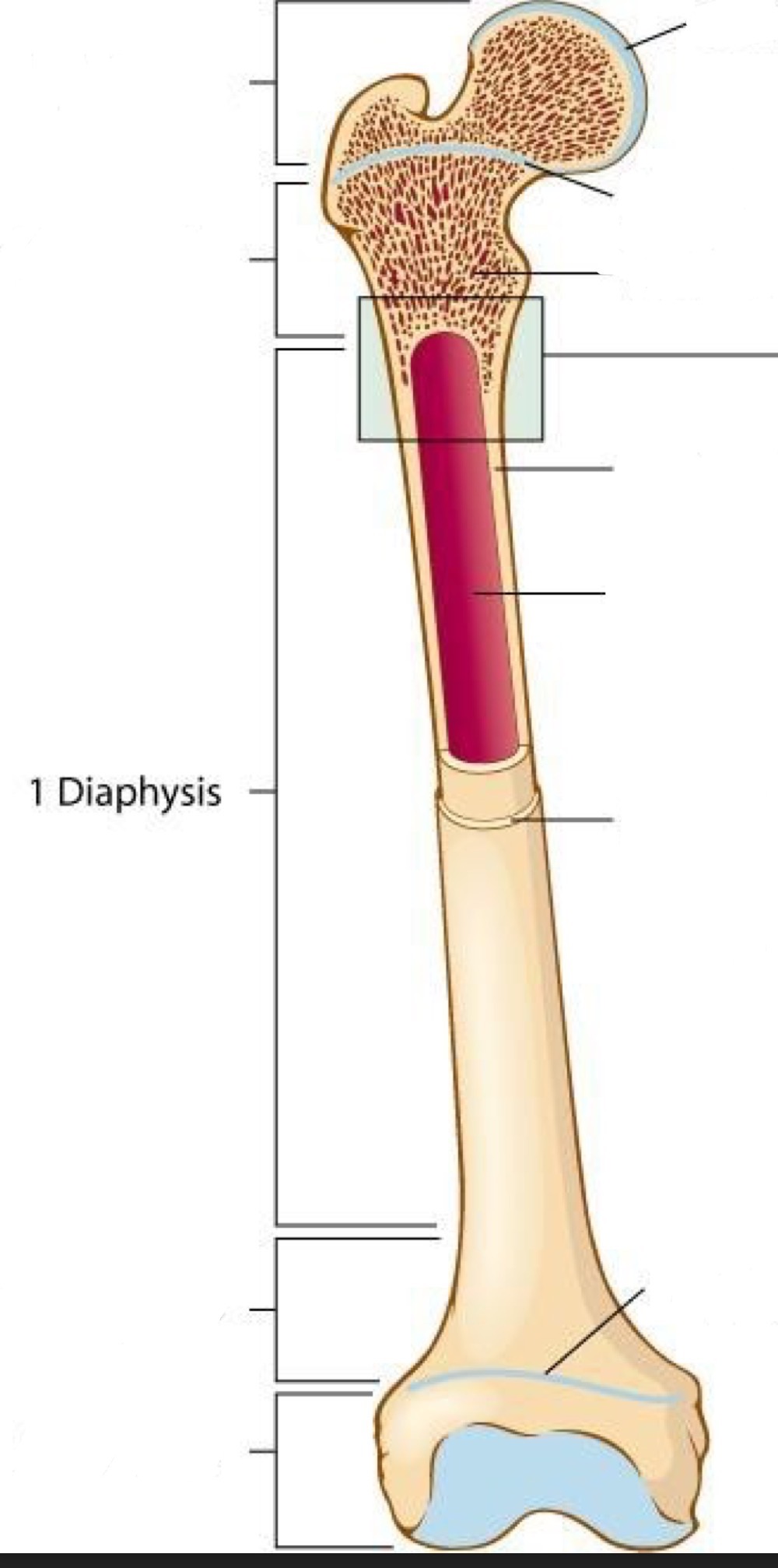 <p>diaphysis </p>