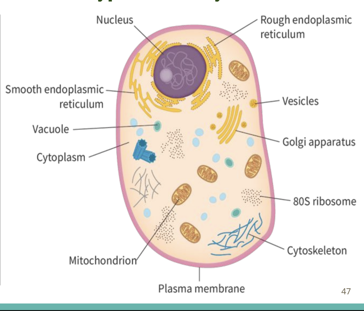 <ol><li><p>Plasma membrane: <strong>selectively permeable, encloses a compartmentalized cytoplasm, </strong>create distinct parts of cells; compartmentalization, separate the contents of the cell from the external medium, controls the entry and exit of molecules</p></li><li><p>Cytoplasm: compartmentalized cytosol with membrane-bound organelles.</p></li><li><p>80S ribosomes: responsible for <strong>protein synthesis</strong> and are larger than prokaryotic ribosomes. They can either be bound to the ER or free within the cytoplasm.</p></li><li><p>Nucleus: <strong>largest organelle, </strong>encloses DNA for storage by the <strong>nuclear envelope</strong> (a <strong>porous double-membrane</strong>). Eukaryotic DNA is found as multiple linear strands (<strong>chromosomes</strong>), and is bound to <strong>histone</strong> proteins that form <strong>nucleosomes</strong>, which are involved in gene expression.</p></li><li><p>Membrane-bound cytoplasmic organelles</p><ol><li><p>Mitochondria: oval-shaped <strong>double-membranous</strong> organelles with their own circular DNA and ribosomes. Outer membrane is smooth boundary & inner membrane is folded to form <strong>cristae, </strong>containing an aqueous solution of metabolites and enzymes (<strong>matrix</strong>) They are primarily responsible for <strong>ATP synthesis in aerobic respiration</strong>.</p></li><li><p>Endoplasmic reticulum (ER): extensive network of branching tubules and flattened sacs that extend from the nucleus to the plasma membrane.</p><ul><li><p>Smooth ER: does not contain bound ribosomes and is involved in <strong>lipid biosynthesis</strong>. & site of <strong>storage of calcium ions</strong></p></li><li><p>Rough ER: closer to the nucleus and contains bound ribosomes for <strong>protein biosynthesis </strong>that are packaged in the vesicles and then discharged from the cell by <strong>exocytosis</strong> (e.g.) digestive enzymes discharged this way)</p></li></ul></li><li><p>Golgi apparatus: collection of fused <strong>cisternae</strong> (flattened sacs that are less tubule-like than the ER) that form two major networks; the <strong>Cis Golgi network</strong> (first cisternal structure facing the nucleus) and the <strong>Trans Golgi network</strong> (final cisternal structure facing the cell plasma membrane). Golgi cisternae are not contiguous and their widths are not uniform. The Golgi apparatus is involved in <strong>packaging, modification, and sorting of proteins and lipids</strong> within the cell.</p></li><li><p>Vesicles: spherical sacs composed of a single lipid bilayer that function in <strong>storage</strong> and <strong>transport</strong> of substances within the cytoplasm. They are transient, small, highly mobile, and fuse with other membrane-bound organelles. (some vesicles may form <strong>lysosomes</strong>, some develop into <strong>non-permanent vacuoles</strong>)</p></li><li><p>Vacuoles: spherical sacs composed of a single lipid bilayer that function in <strong>storage of water</strong> and other molecules in (mostly) plants. They are <strong>permanent</strong>, large, relatively stationary, and do not fuse with other membrane-bound organelles.</p></li><li><p>Lysosomes: round organelles composed of single lipid bilayers that contain <strong>hydrolytic enzymes for digesting biomolecules</strong> in low pH conditions</p></li><li><p>Ribosomes: <strong>no membrane,</strong> consisting of<strong> protein</strong> and <strong>nucleic acid RNA</strong>, free in cytoplasm/bound to RER + also <u>occur within mitochondria and in chloroplasts (here, ribosomes are smaller, 70S)</u>, site of protein synthesis</p></li></ol></li><li><p>Cytoskeleton: network of <strong>actin filaments, intermediate filaments, and microtubules</strong>, that aid in cell <strong>movement</strong>, reinforcement of cell <strong>shape</strong>, cell <strong>division</strong>, and <strong>organelle movement</strong>/anchoring. (NOT AN ORGANELLE BUT PROTEIN FIBER)</p><ol><li><p>lengthening and shortening of microtubules helps with movement of cell components (chromosomes) & facilitated by motor proteins to their destination </p></li><li><p>Microtubules also support and maintains the shape of cell </p></li></ol></li></ol><p></p>