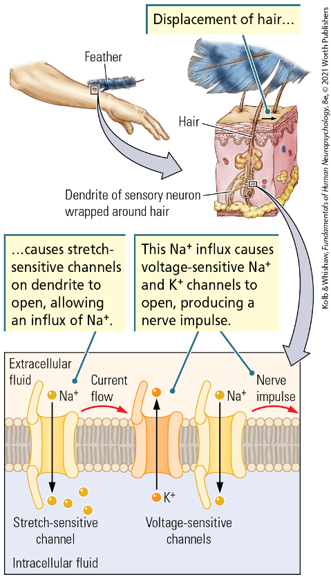 <p><span><strong>Stretch-Sensitive Channels</strong></span></p>