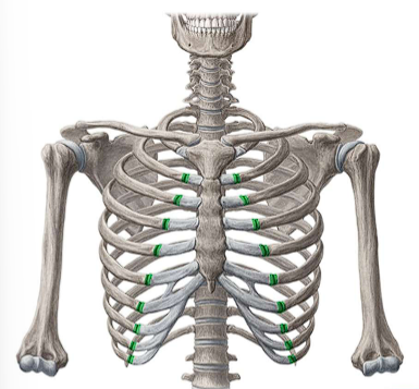 <ul><li><p>NO FUNCTIONAL MOVEMENT</p></li><li><p>Cartilaginous joint allows <span style="color: red;">thoracic cage to expand and recoil</span> during breathing</p></li></ul><p></p>