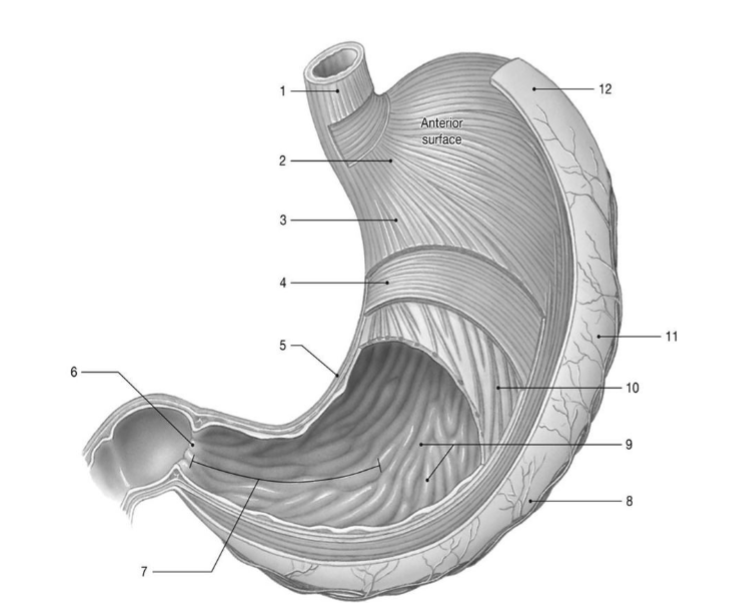 <p>what is the structure labeled โ3โ</p>
