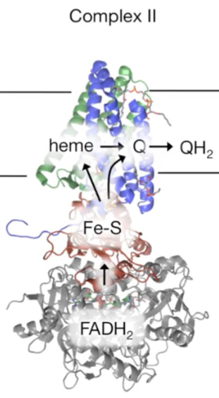 <ul><li><p>Succinate dehydrogenase within Complex II oxidizes succinate → fumarate in TCA cycle, forming FADH2</p></li><li><p>Electrons are transferred from FADH2 to Fe-S clusters, then to CoQ, forming QH<sub>2</sub> that enters Q pool in hydrophobic interior of IM membrane</p></li><li><p>QH<sub>2</sub> travels to Complex III via CoQ</p></li></ul><p></p>