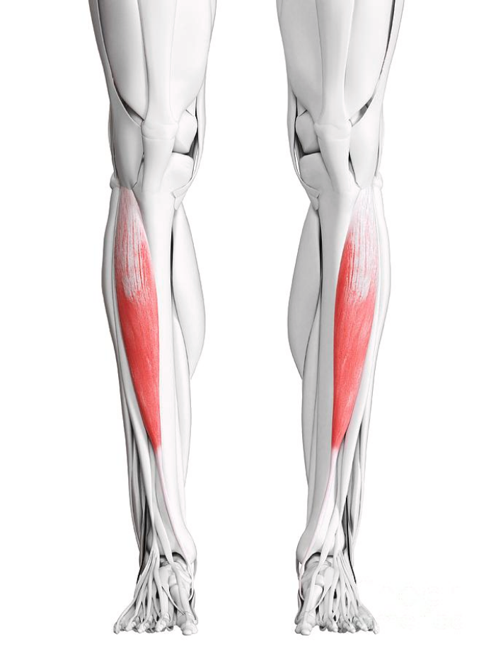 <p>tibialis anterior</p>