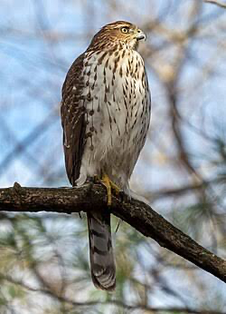 <p>juvenile </p>