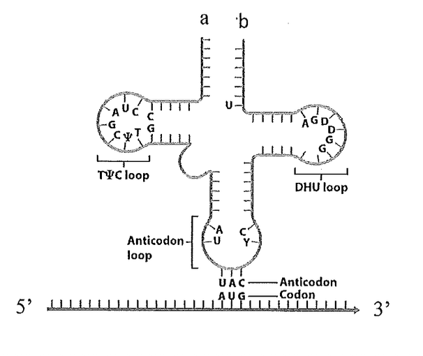 <p>Where is the acceptor end of this tRNA?</p>
