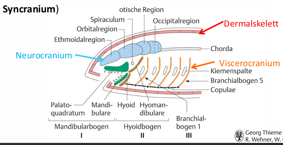 <ul><li><p><span>Entsteht durch Einwanderung der Neuralleistenzellen</span></p></li><li><p><span>Endocranium aus Neurocranium (umgibt primär Gehirn und Sinnesorgane, verschiedene Regionen) und Viscerocranium (mit Skelettspangen, umgreifen vordere Nahrungs- und Atemwege&nbsp; -> chondrale Ossifikation (Ersatzknochen)</span></p></li><li><p><span>Dermatocranium aus Dermalskelett&nbsp;&nbsp;&nbsp; -> desmale Ossifikation (Deckknochen)</span></p></li><li><p><span>Dermato-, Neuro- und Viscerocranium bei ursprünglichen Craniota noch getrennt -> bei allen anderen Syncranium</span></p></li></ul><p></p>