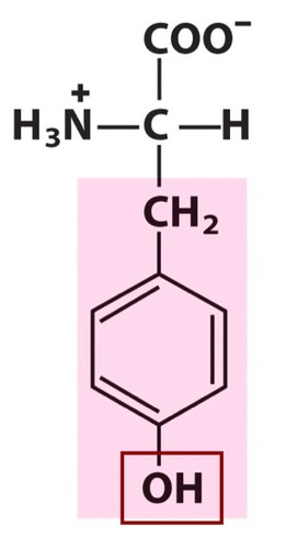 <p><span>Polar amino acid. Uncharged. [Tyr, Y]</span></p>