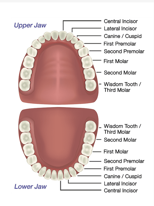 <ul><li><p>children = 20 deciduous</p></li><li><p>adults = 32 permanent</p></li><li><p>on each side of jaw (x4) <strong>(from ant → post)</strong></p><ul><li><p>2 incisors (central &amp; lateral)</p></li><li><p>1 canine</p></li><li><p>2 premolars (1st and 2nd)</p></li><li><p>3 molars (1st-3rd)</p></li></ul></li></ul><p></p>