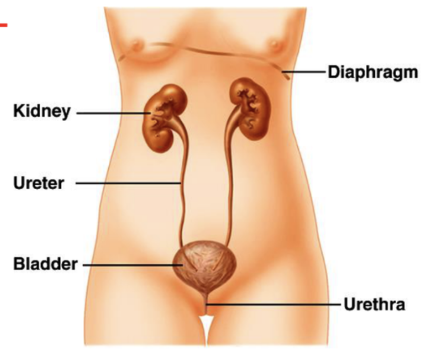 <ul><li><p>Two kidneys on the posterior wall of abdomen</p></li><li><p>Two ureters (25cm), muscular, move urine by peristalsis </p></li><li><p>Bladder, stores urine up to 700-800mL</p></li><li><p>Urethra, emptying bladder through voluntary contraction (learned)</p></li></ul><p></p><p>The kidneys form a filtrate of the blood that is modified by reabsorption and secretion. Urine destined for excretion moves along ureters to bladder. </p><p></p>