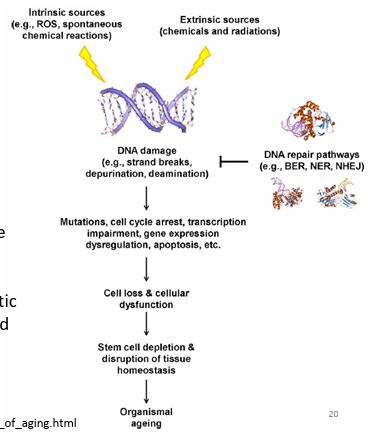 <p>Intrinsic sources (ROS, spontaneous chemical reactions) and extrinsic sources (chemical and radiations) cause DNA damage.<br>Leads to mutations, cell cycle arrest, transcription impairment, gene expression, dysregulation, apoptosis<br>Cell loss &amp; cellular dysfunction<br>Stem cell depletion &amp; disruption of tissue homeostasis<br>Organismal ageing</p>