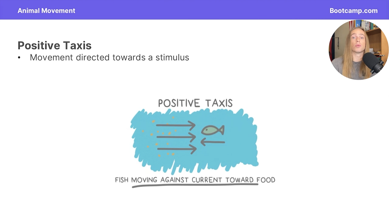 <p>Movement directed towards a stimulus </p>