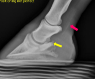 <p>What is the yellow arrow pointing to?</p>