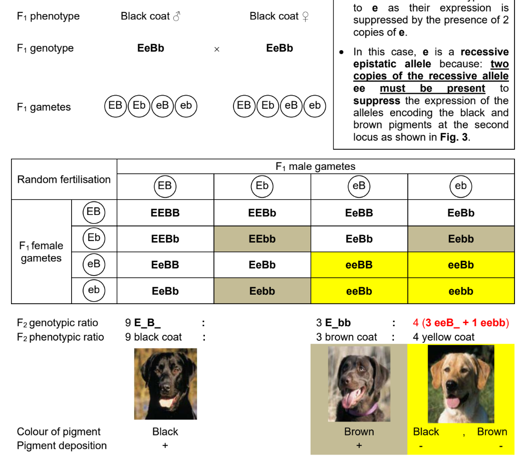 <ul><li><p>Yellow dogs carry either alleles B or b for …. but these are not expressed</p></li><li><p>e is a <strong>recessive epistatic allele</strong></p></li><li><p>genotype ee is <mark data-color="yellow" style="background-color: yellow; color: inherit;">epistatic </mark>to B and b because ee <mark data-color="yellow" style="background-color: yellow; color: inherit;">suppresses </mark>the expression of alleles encoding for …. in the phenotype</p></li><li><p>allels B and b are hypostatic to e</p></li><li><p>as a result the <strong>genotypes eeB_ and eebb result in </strong>a yellow coat phenotype</p></li><li><p><strong>offspring phenotypic ratio </strong>is 9:3:4(3+1) instead of the typical mendelian dihybrid ratio 9:3:3:1</p></li></ul><p></p>