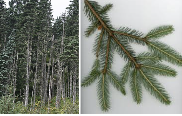 <ul><li><p>Hybrid Sitka × white spruce</p></li><li><p>Sharp bluish-green needles</p></li><li><p>Narrow conical evergreen shape</p></li><li><p>Hanging cones with thin scales</p></li><li><p>Coastal Alaska forests</p></li></ul><p></p>