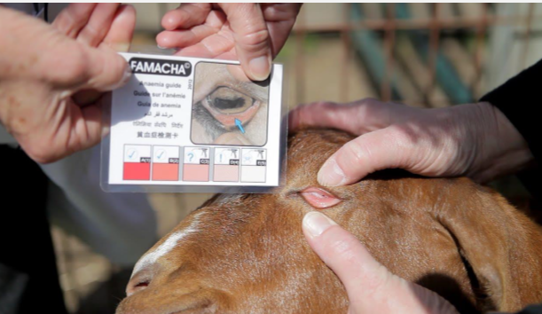 <p>This test is useful for diagnosing what?</p>