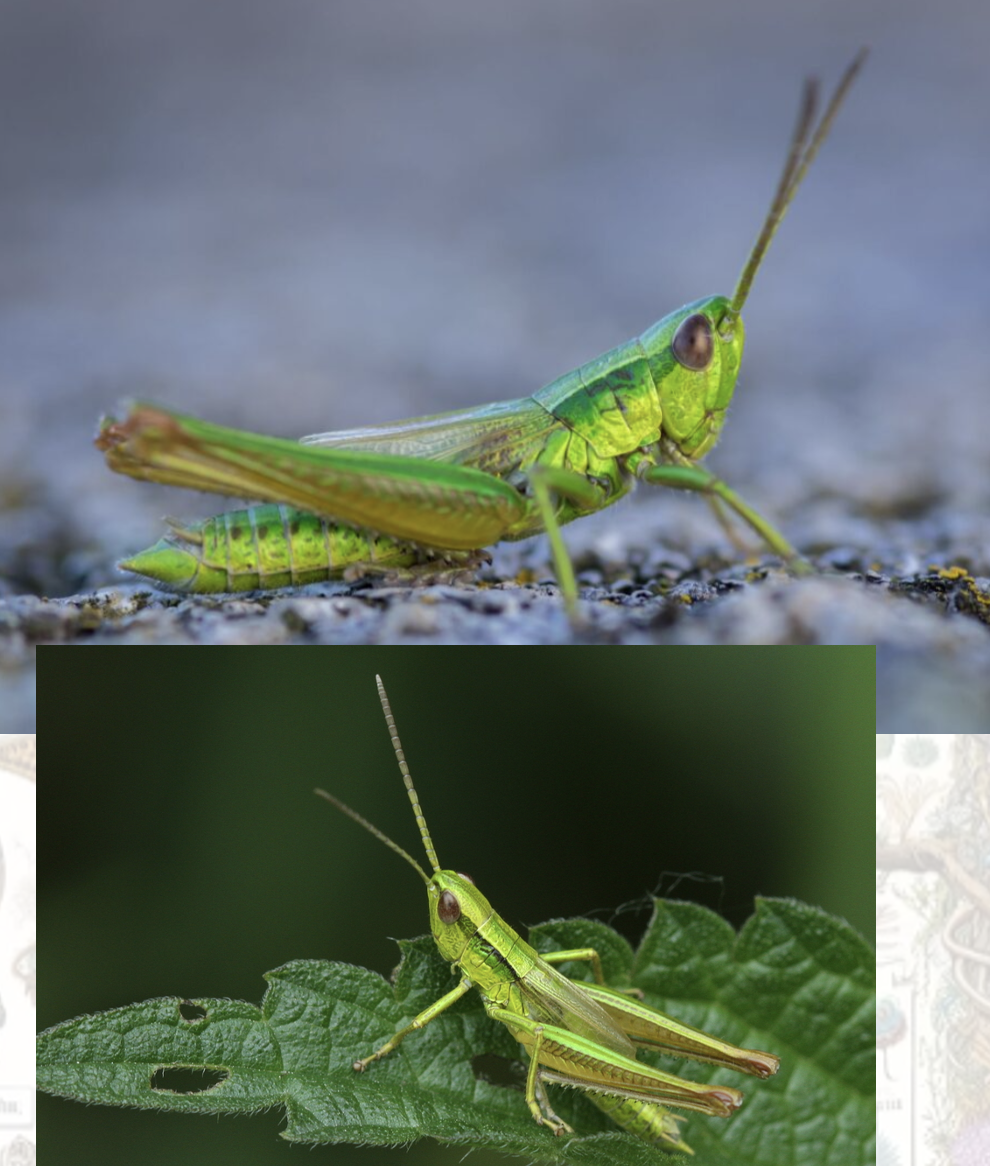 <p>Latin, magyar, védett?</p>