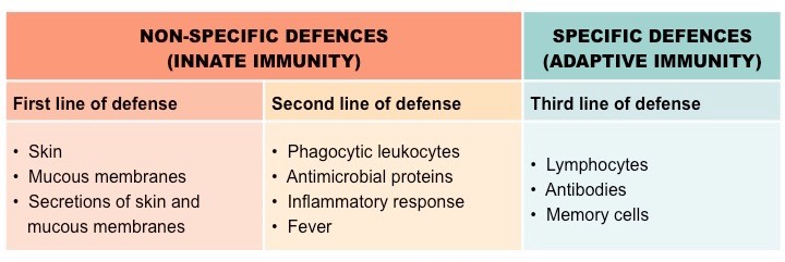<p><strong>Nonspecific: </strong></p><ul><li><p>Physical barriers and general immune responses that act regardless of the invader type.  </p></li></ul><p><strong>Specific: </strong></p><ul><li><p>Tailored responses (B and T cells) triggered by specific antigens </p></li></ul><p></p>