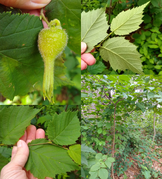 <p><em>Corylus cornuta</em></p>