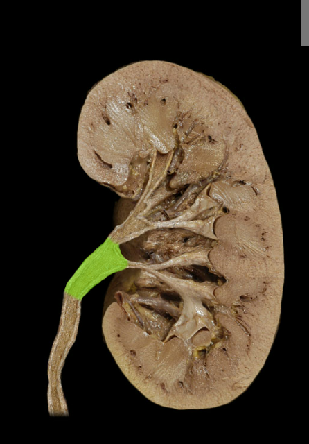 <p><span>Renal pelvis</span></p>