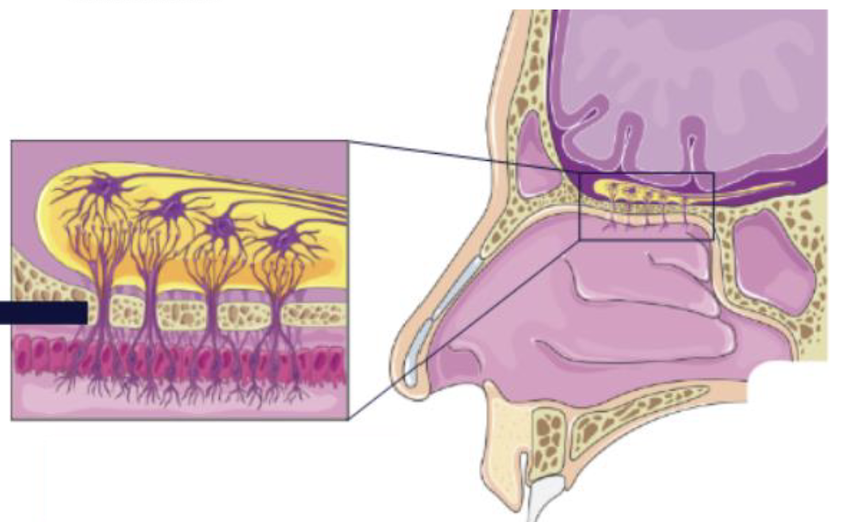 <p>Identify </p><ul><li><p>what does it line</p></li><li><p>what is it composed of? </p></li></ul><p></p>