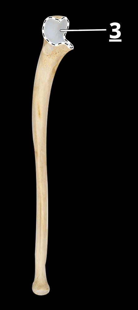 <p>3</p>