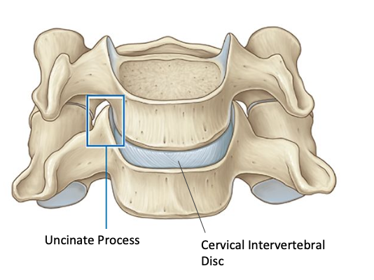 <p>Cervical discs - uncinate process</p>
