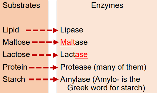 <p>Named by their substrate and end with “ase”</p>