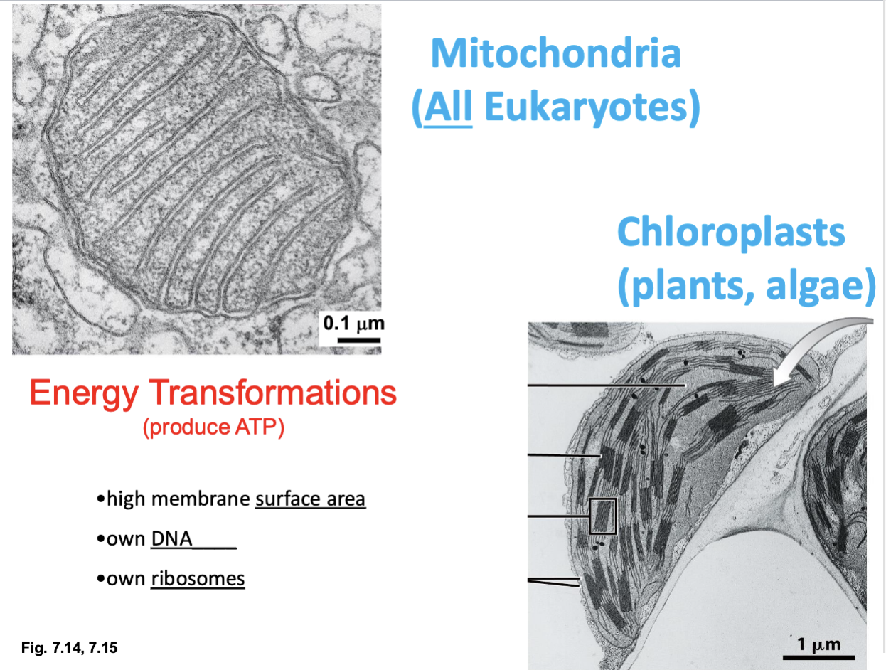 <ul><li><p>energy transformation (produce ATP)</p></li><li><p>Mitochondria in ALL eukaryotes</p></li><li><p>Chloroplasts in plants & algae </p></li></ul><p></p>