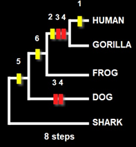 <p>How many steps does Tree II need vs Tree I, and which branching change causes the difference?</p>