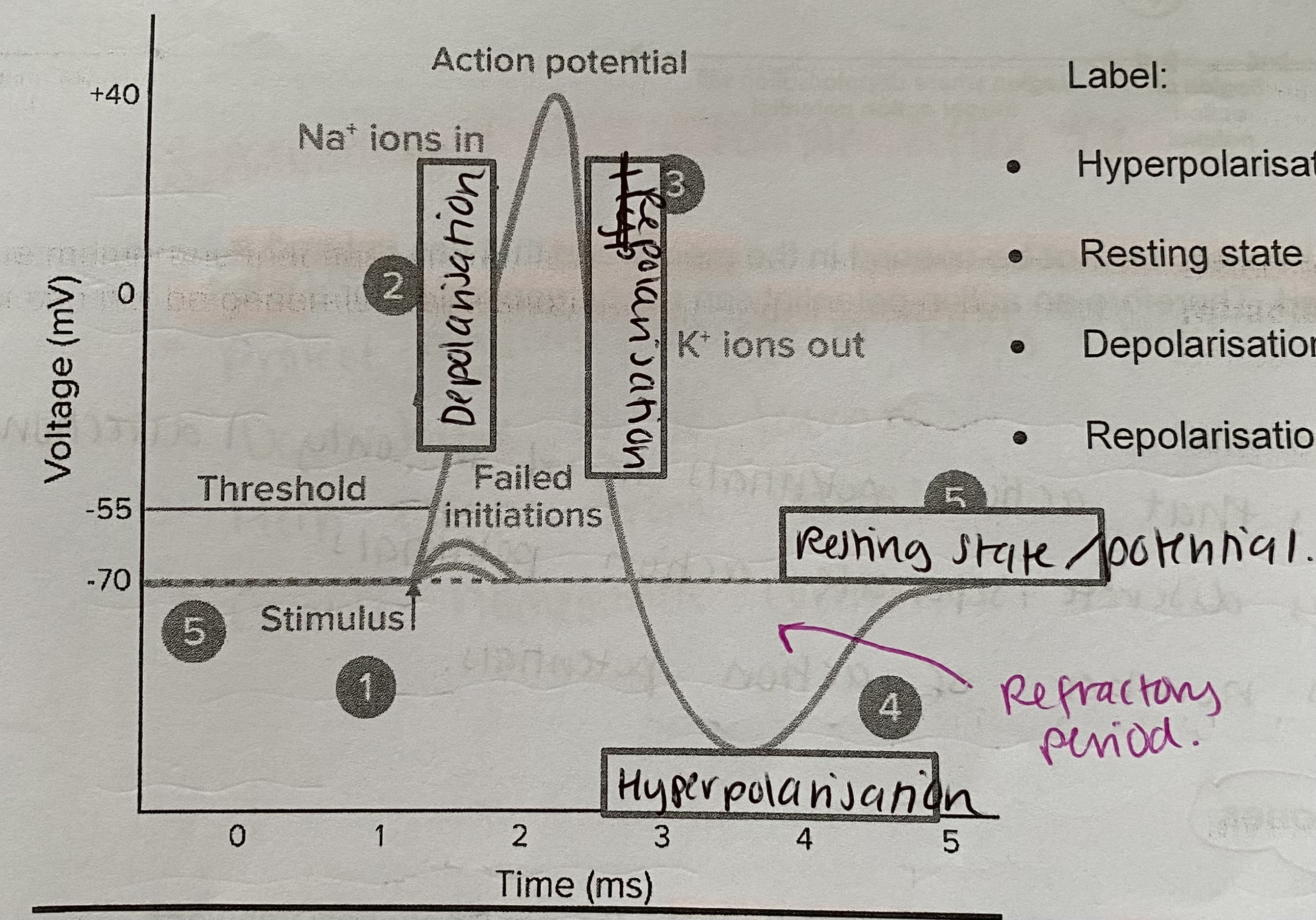 <p>After an action potential has occurred, there is a <strong>short period of time</strong> where that area of the axon membrane is recovering from its own depolarisation </p>