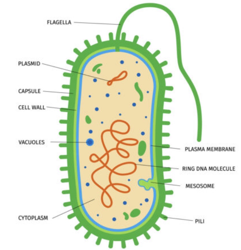 <p>smaller (0.5-5 micrometers), in bacteria and archaea, lack nucleus and membrane bound organelles,</p><p>Very abundant</p><p>First cells </p><p>All have cell wall</p><p>DNA in nucleotide region, have cell wall, plasma membrane, ribosomes, and flagella or puli for movement (tail thing)</p><p>Adapt to environment quick bc DNA is free floating and transcriptions and translation happen at same time and place. No membrane bound organelles so rats happen in cytoplasm, good for rapidly dividing</p>