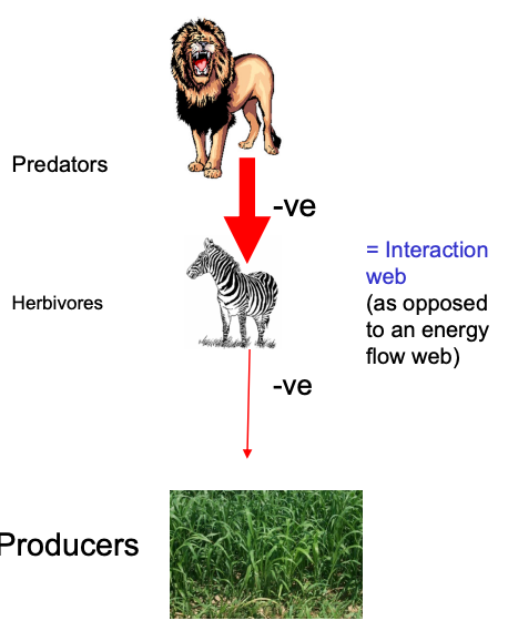 <p>Takes a top-down view, stating that predators reducing herbivore populations allows plants to dominate and produce green habitats. Plants more dominant in odd-numbered food chains.</p>