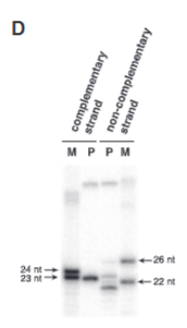 <p>explain fig 1D jinik</p>