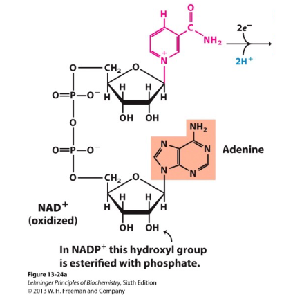 <ul><li><p><strong>NADH: </strong>involved in <strong>catabolic </strong>reactions</p></li><li><p><strong>NADPH:</strong> involved in <strong>anabolic </strong>reactions</p></li></ul><p></p>