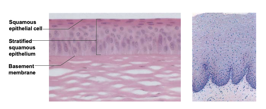<ul><li><p>stratified squamous</p></li><li><p>protection</p></li><li><p>multi-layered; cells at the surface are flat/squamous</p></li><li><p>epidermis of skin, lining of oral cavity, pharynx, esophagus, anus, and vagina</p></li></ul><p></p>
