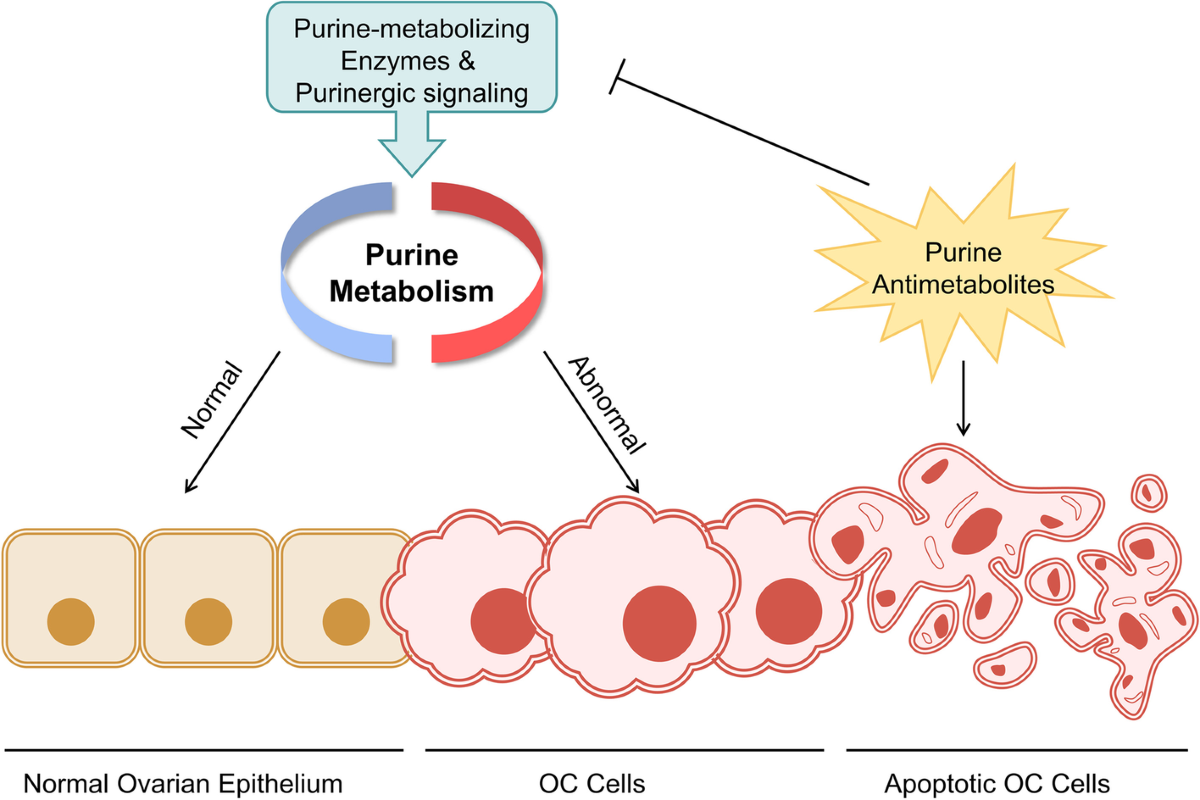 <p>The purine salvage pathway is most crucial in rapidly dividing cells- what are some examples of cells that it divides</p>