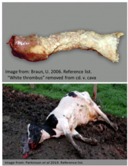 <p>1. Complete/partial obstruction of CVC by white thrombus. Caused by liver abscesses of F. necrophorum/T. pyogenes. but can result from emboli caused by other infections. Resp disease is only 1 part of disease</p><p>2. History of no/transient improvement with AB, weight loss, fever, tachypnoea/tachycardia, suppurative nasal discharge, epistaxis, blood from mouth, faecal occult blood</p><p>3. Found dead in a pool of blood, metastatic pulmonary abscessation and haemorrhage, ascites and hepatic congestion</p><p>4. CBC shows anaemia, leukocytosis, elevated GGt + GLDH. modified transudate on abdominocentesis. Endoscopy, US, Rads</p>