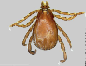 <ul><li><p>brown dog tick </p></li><li><p>causes mediterranean spotted fever </p></li></ul><p></p>