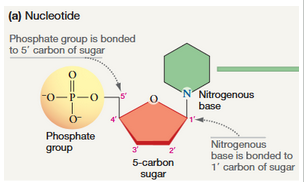 <p>-monomers of Nucleic Acid</p><p>-building blocks, of DNA and RNA</p><p>(1) a phosphate group, (2) a five-carbon sugar, and (3) a nitrogenous base.</p><p>-sugar is the central component.</p><p>-5 types of bases:</p><p>Purines: adenine (A) and guanine (G)</p><p>Pyrimidines: cytosine (C), uracil (U), and thymine (T)</p>