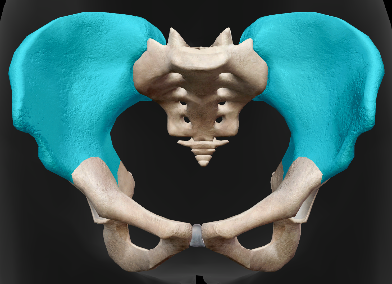 <p>Identify the bone of the pelvis that is highlighted in the image.</p>