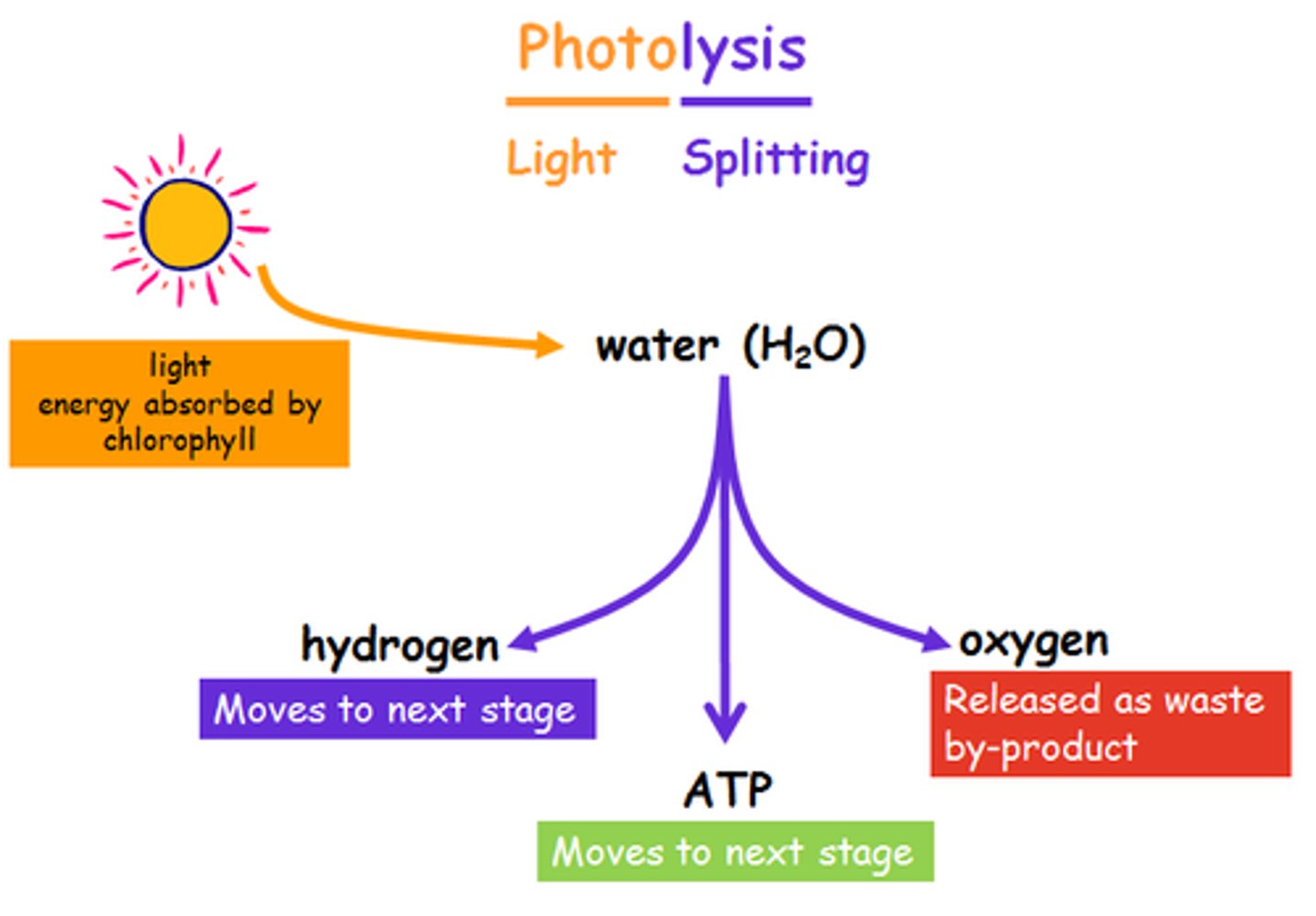 <p>The process of splitting water molecules into oxygen, protons, and electrons during the light reactions.</p>