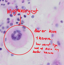 <p>Megakaryocytter</p>