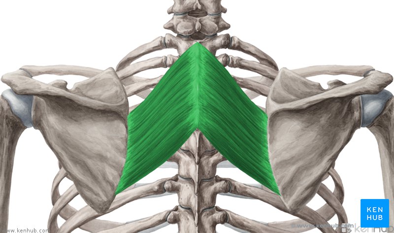 <p>origin of rhomboid minor </p>