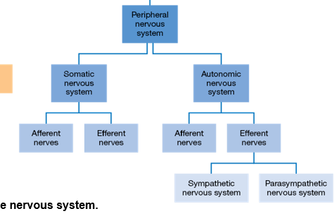 <p>The division of the nervous system located outside the skull and the spine, including nerves within the spinal cord.</p>